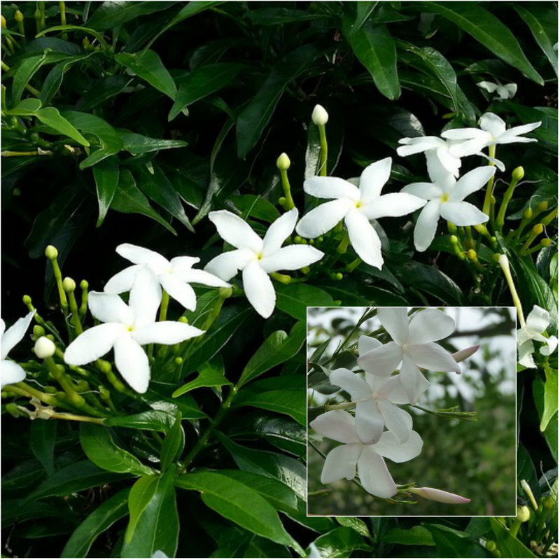 jasmine flower